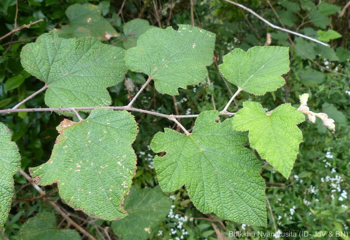 Rubus fairholmianus Gardner